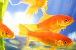 养金鱼_叙事作文200字